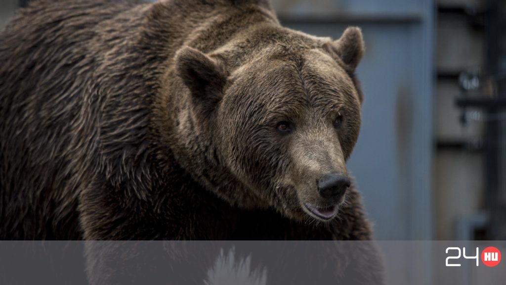 Alig tudott autójába ugrani a gazda aki munka közben találkozott egy