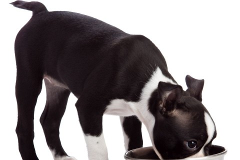 boston-terrier (kutya)