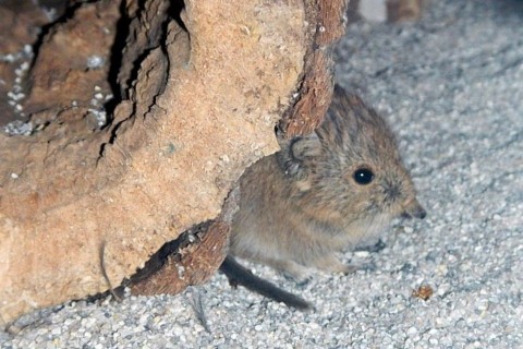 elefantcickany (elefántcickány, )