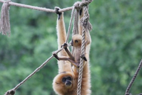 gibbonkölyök (gibbon, Jade)