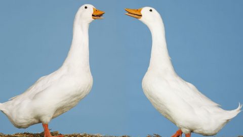 liba (liba, libamáj, )