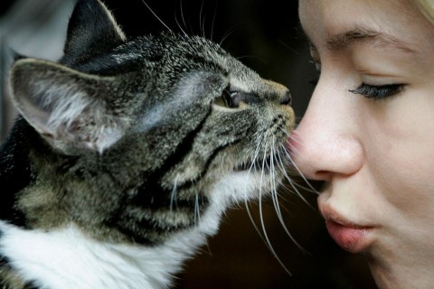 macska-nő (macska, cica, )