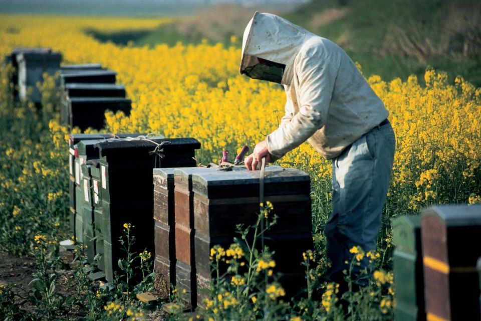 méhkaptár (méhkaptár, méhtámadás, )