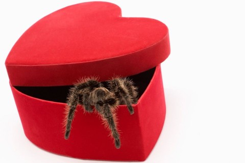 pók (pók, pókiszony, )