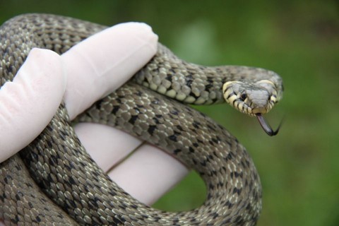 vízisikló (vízisikló, )