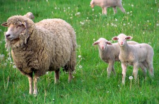 Bárányok (bárányok,)