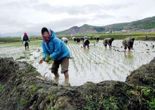 ÉKorea rizsföld (észak-korea, rizsföld, )