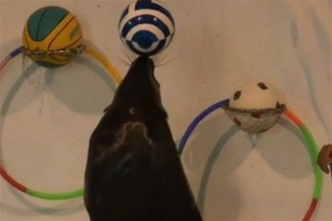 Foka(960x640).jpg (fóka, )