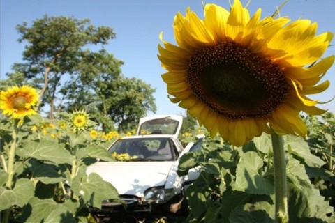 baleset-napraforgó-tábla (ingyenes, )