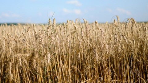 búza (búza, kalász, aratás)
