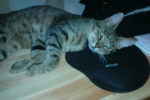 cica-egér (cica, macska, egér, )