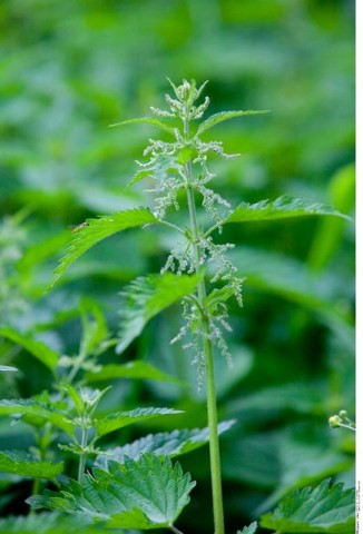 csalán (csalán, növény, )