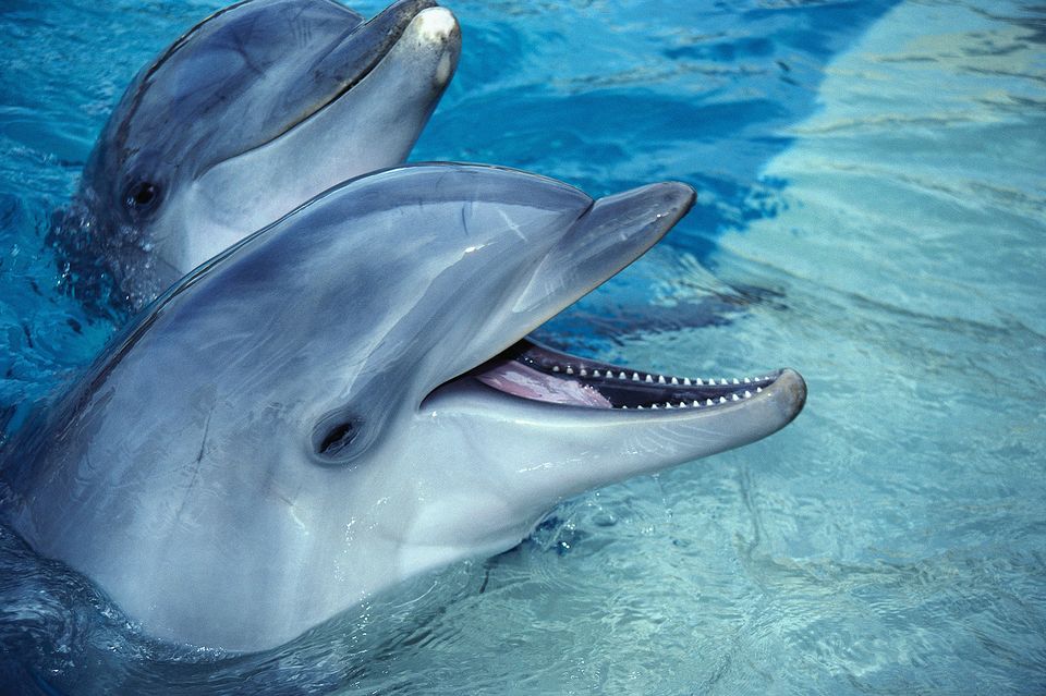 delfin (delfin, napi cuki, )