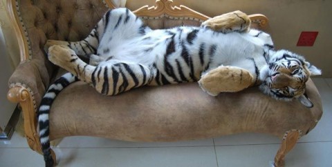 enzo (tigris, )