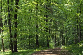 erdő (erdő, fák, erdei út)