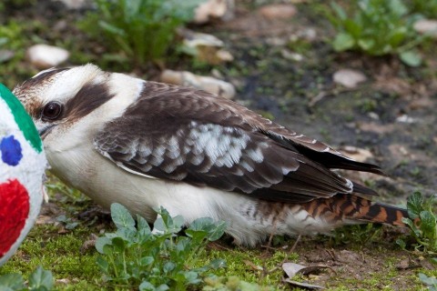 kacagójancsi (kacagójancsi, )