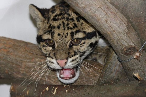 ködfoltos-párduc (párduc, ködfoltos párduc, )