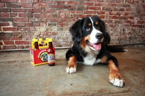 kutyasör (sör kutyáknak)