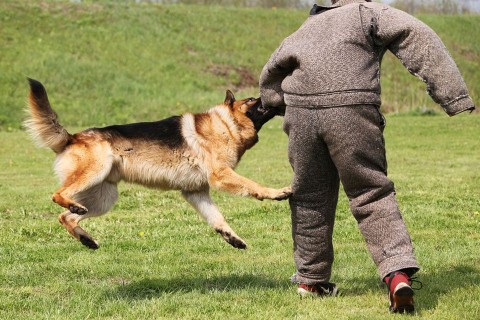 kutyatámadás (kutyatámadás, kutyaharapás, )