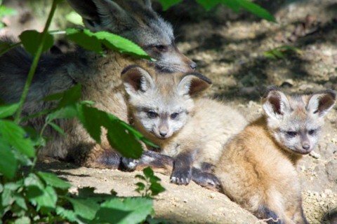 lapátfülű-kutya (lapátfülű kutyák, )