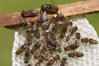 méhek (méhek)