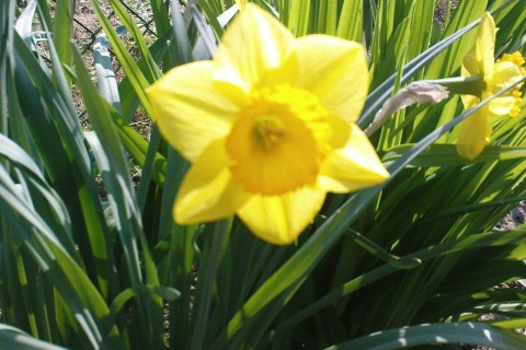 nárcisz (nárcisz, )