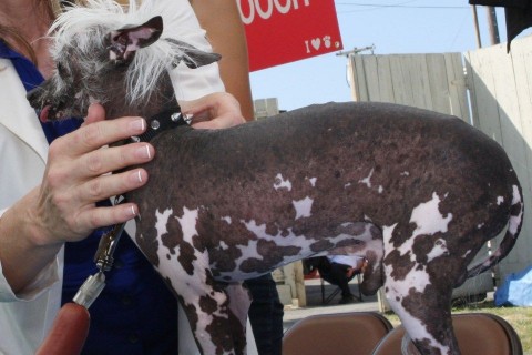 ronda-kutya (csúnya kutya)