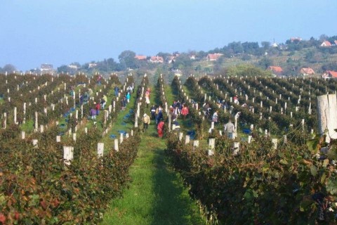 szeremley-szőlője (szeremley huba szőlője)