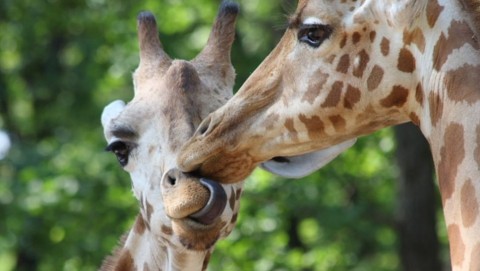 zsiráfok (zsiráfok)