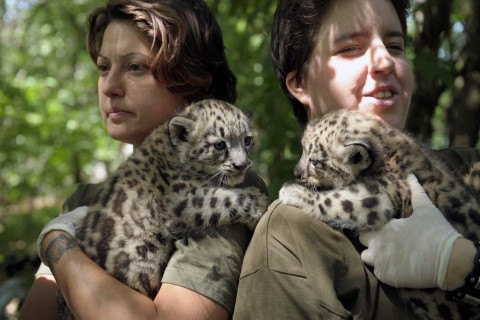 Hópárducok Szegeden (hópárduc, szeged)