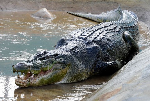 Lolong (lolong, krokodil, )