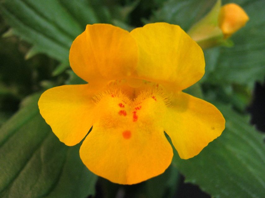 Mimulus peregrines (mimulus peregrines, bohócvirág, virág, )