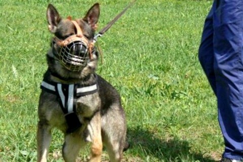 Rendőrkutya (Rendőrkutya)