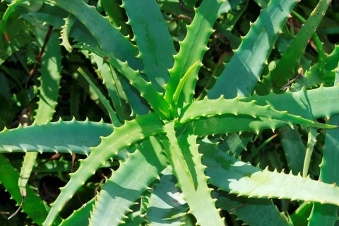 aloe vera (aloe vera, )