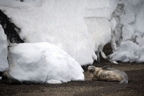 antarktisz (antarktisz)