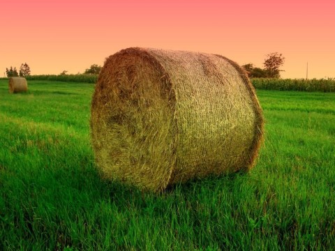 bála (szalmabála, haláleset, )