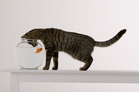 cica-hal (macska, akvárium, )