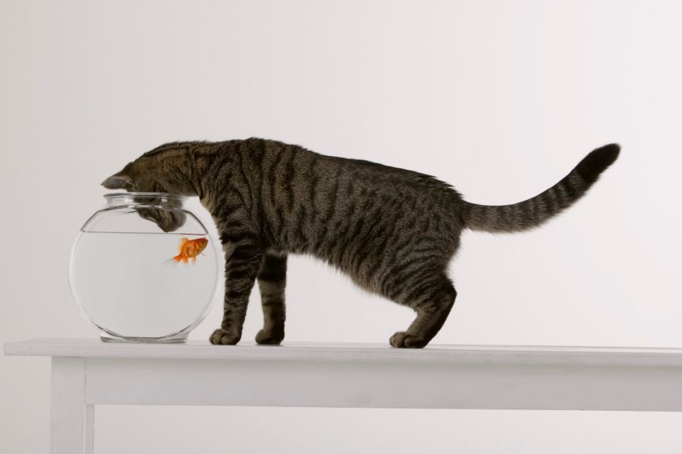 cica-hal (macska, akvárium, )