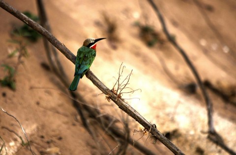gyurgyalag (gyurgyalag)
