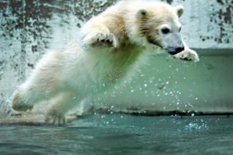 jegesmedve (jegesmedve, )