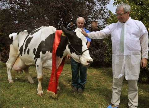 kedves, a tehénkirálylány (kedves, tehén, )