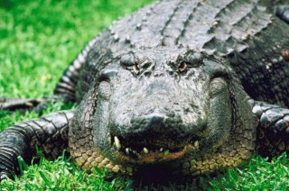 krokodil (krokodil, )