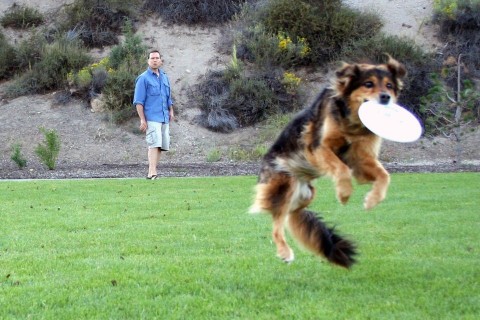 kutya-frizbi (kutya frizbivel)