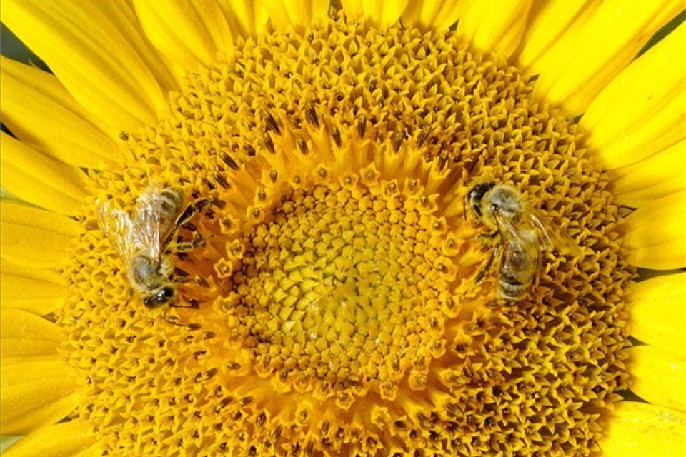 méhek (ingyenes, napraforgó, )