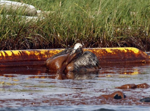 olajszennyezés (olajszennyezés)