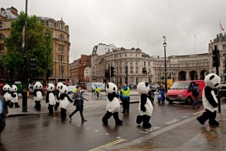 pandák-londonban (pandák londonban)