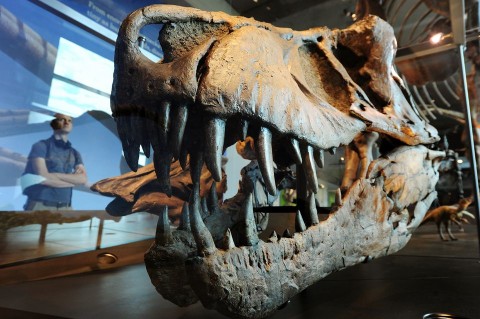 t-rex (t-rex)