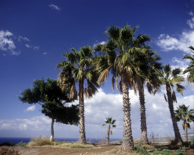 tenerife (tenerife)