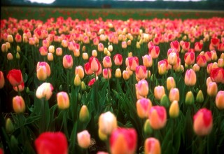 tulipán (tulipán)