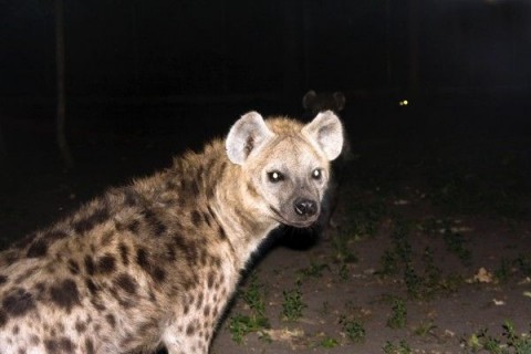 Hiéna a Szegedi Vadasparkban (hiéna, szegedi vadaspark, )
